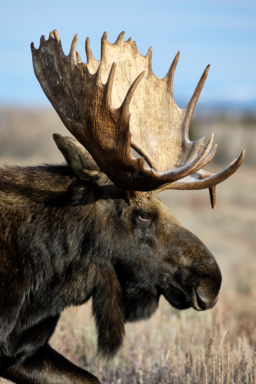 Hoback, Profile