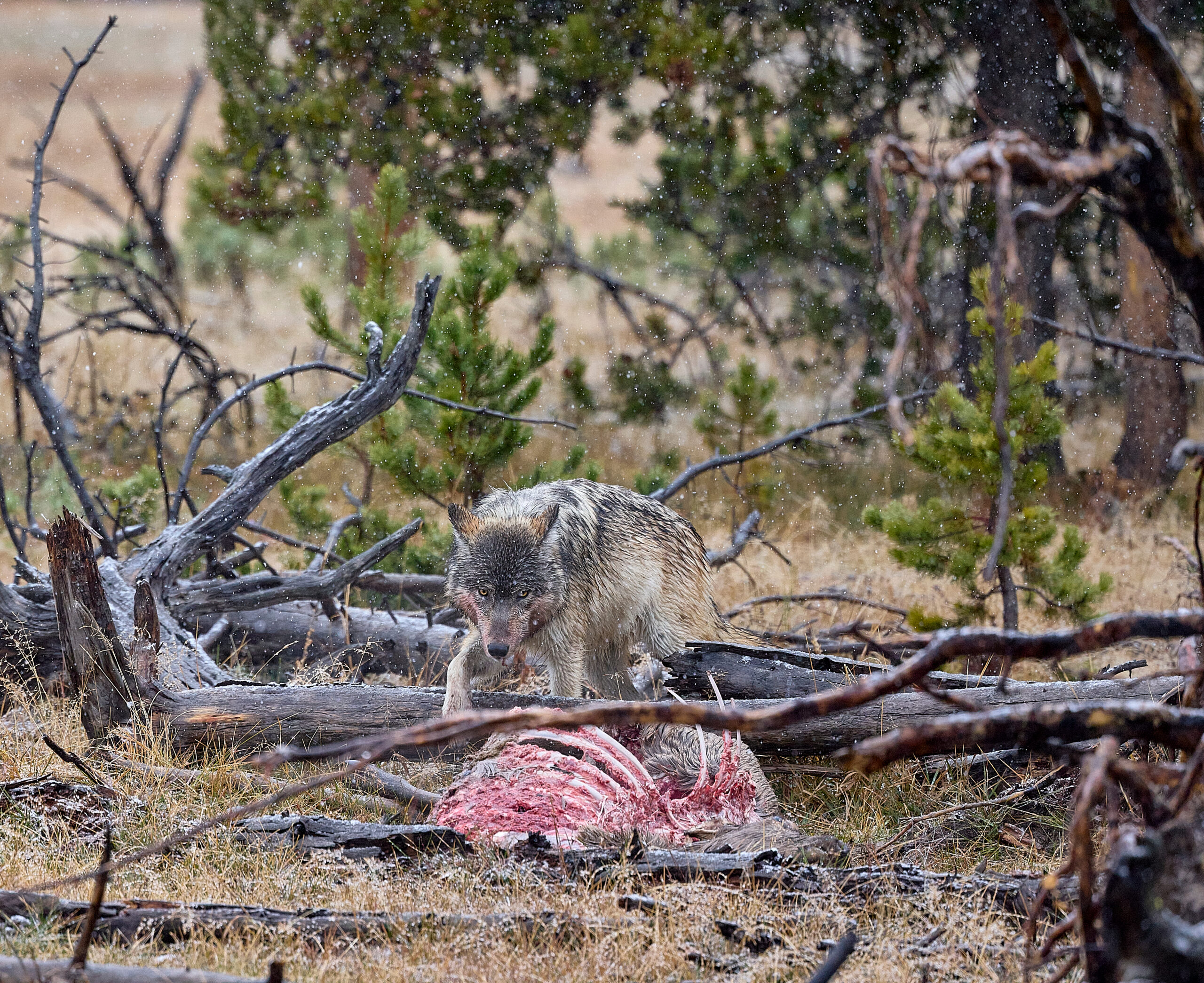 Young wolf scavenging at an elk carcase in the snow.
Just one of the Yellowstone residents we may see on a photo safari!
