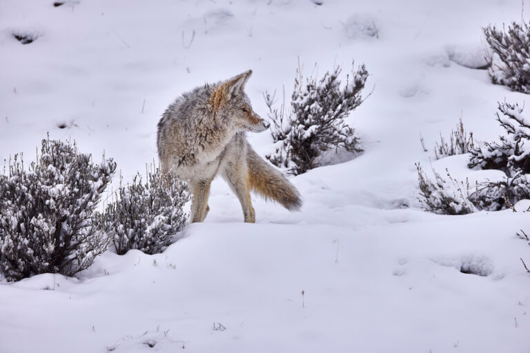 A coyote surveys their surroundings on a snowy trail, Yellowstone NP
Brian Creek Portraits of Nature
Fine Art Prints and Bespoke Yellowstone Photo Safaris