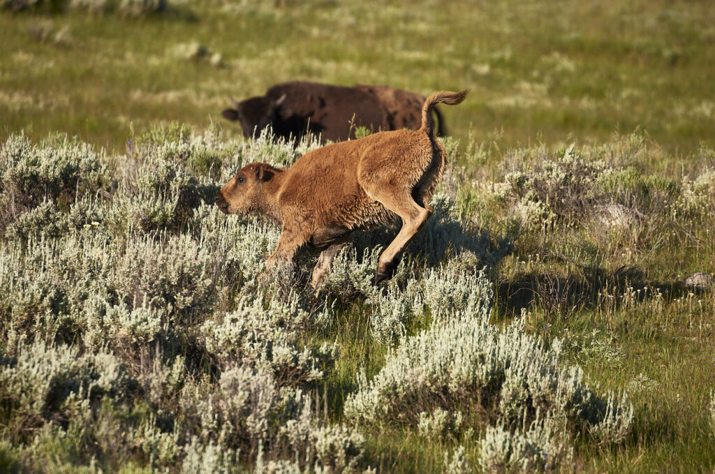 Red Dog kicking up its heels