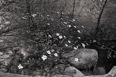 Dogwood, Merced River, Yosemite NP
Brian Creek Portraits of Nature
Fine Art Prints and Bespoke Yellowstone Photo Safaris