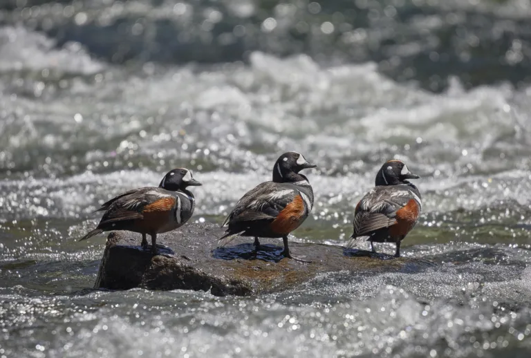 Harlequin Duck Drakes in Yellowstone